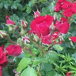 Σπίτι διακοπών Ferme De Riou *