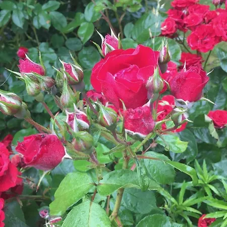 Ferienhaus Ferme De Riou *